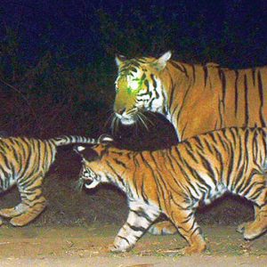 Tiger, cubs spotted near Jayapura