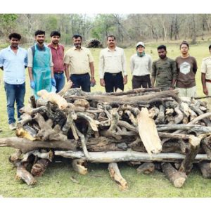 Carcass of tiger cub found at Nagarahole