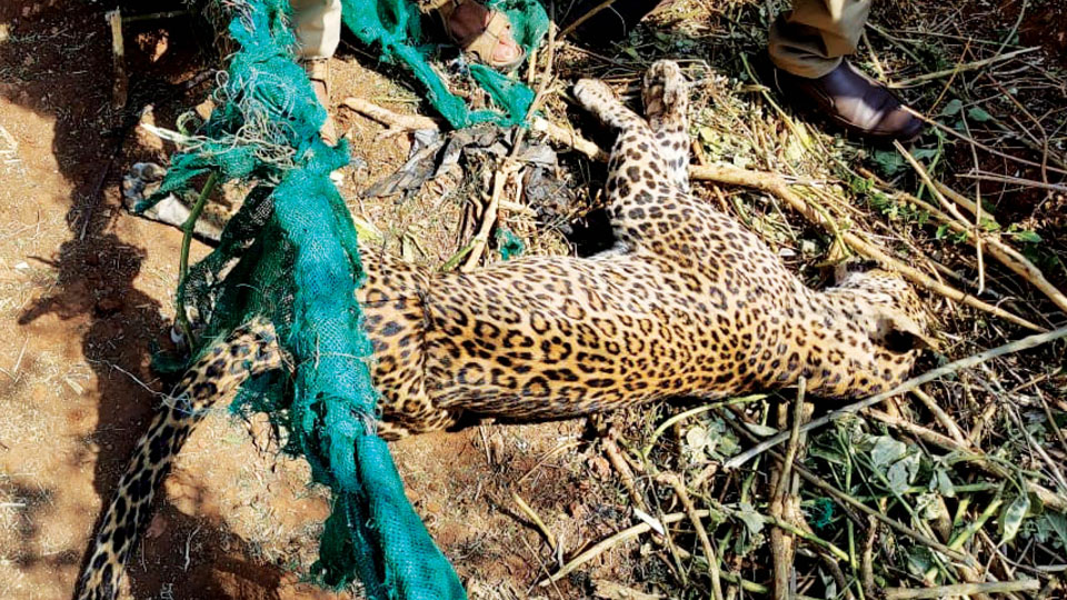Leopardess gets caught in snare, dies