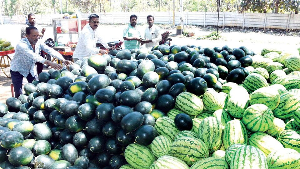 Watermelons sell like hot cakes