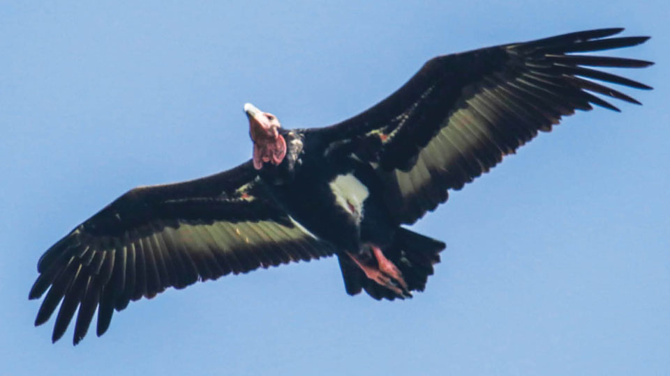 Synchronised Vulture Survey in Karnataka, TN, Kerala: 246 in Bandipur, 104 in Nagarahole