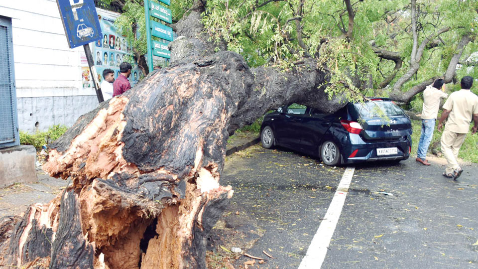 Miraculous escape for car occupants as huge tree falls on vehicles