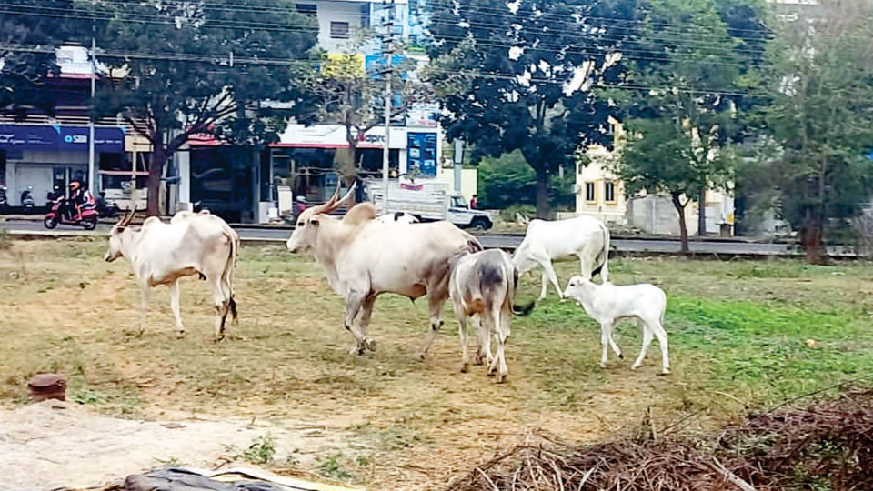 Stray cattle and street dogs menace in Ramakrishnanagar