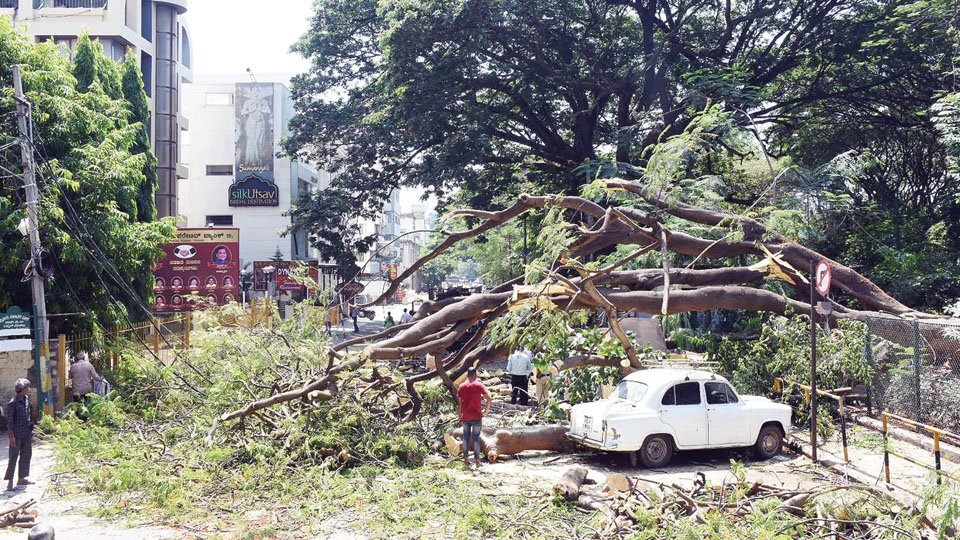 Huge tree crashes on cars along Harsha Road