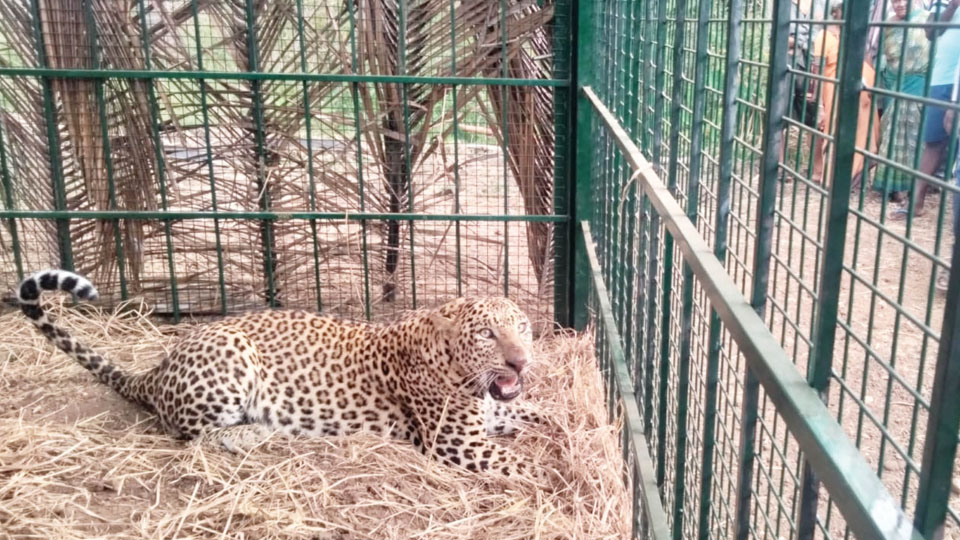Leopard trapped in T. Narasipur shifted to Bannerghatta