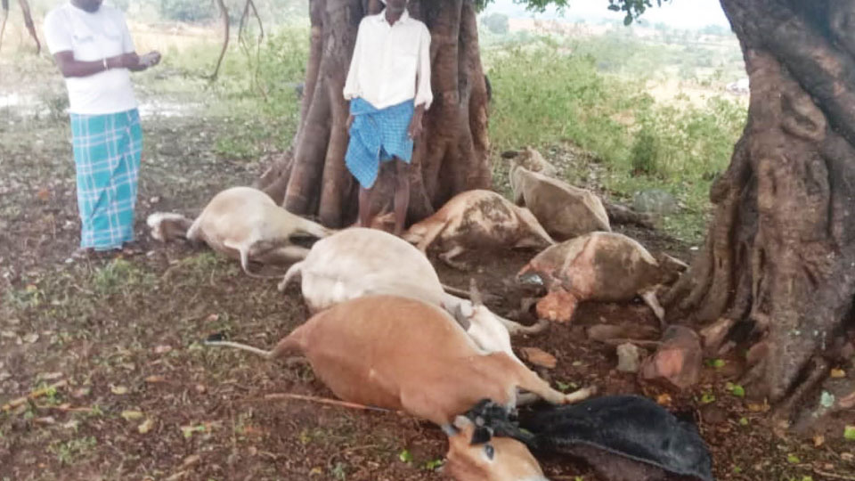 Lightning kills, goats, sheep, cows in Gundlupet
