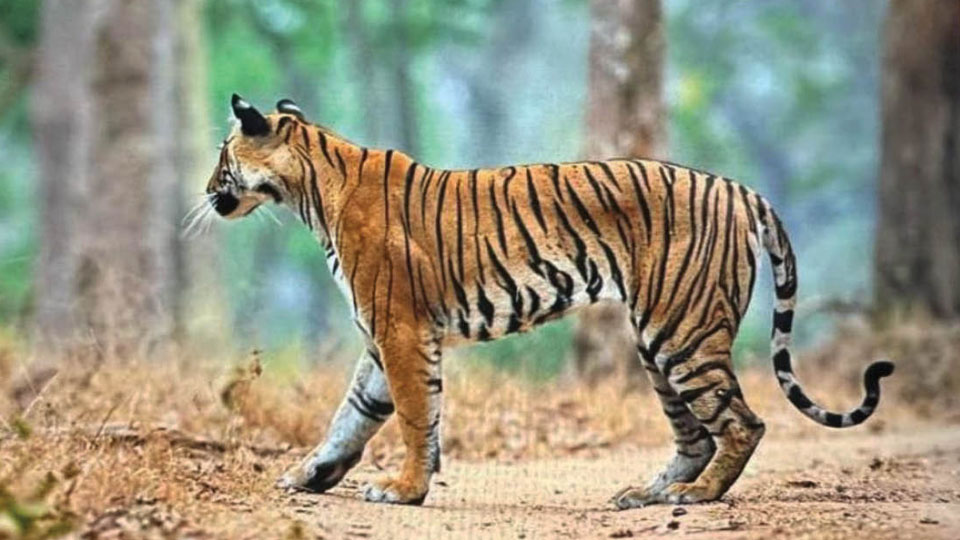 Injured tigress successfully treated and released back