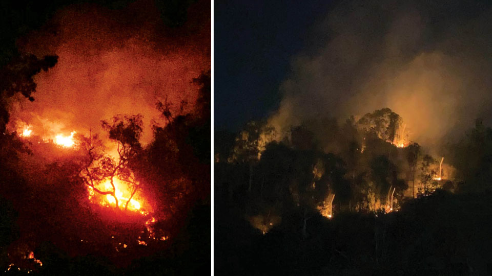 Fire destroys 50-60 acres of vegetation at Chamundi Hill