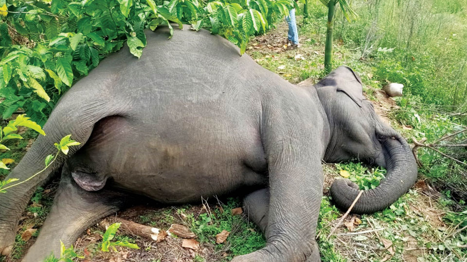 Wild elephant shot dead in Kushalnagar