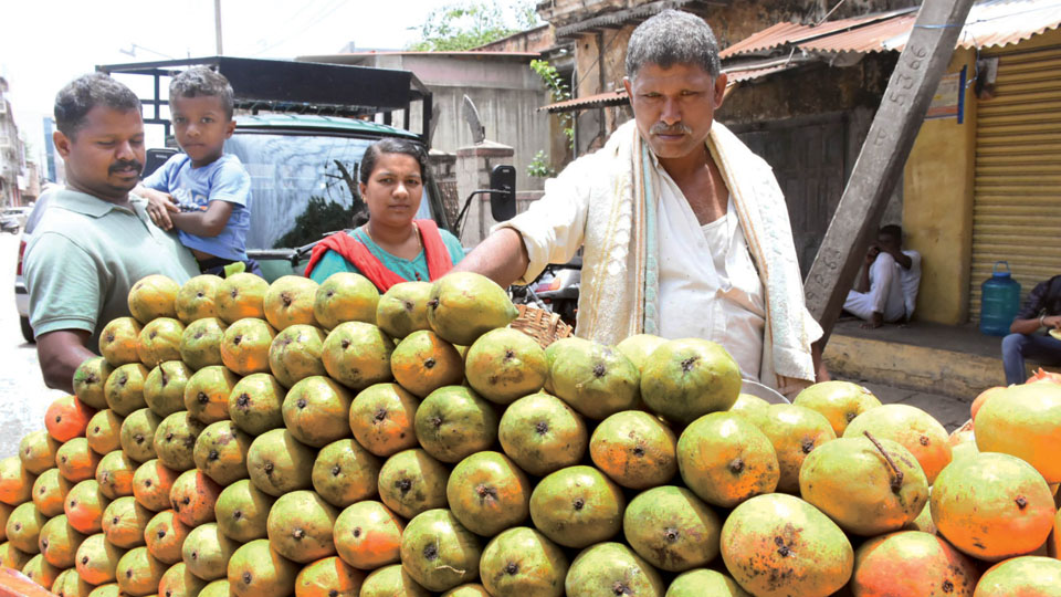 2023 not a fruitful year for mango growers, consumers
