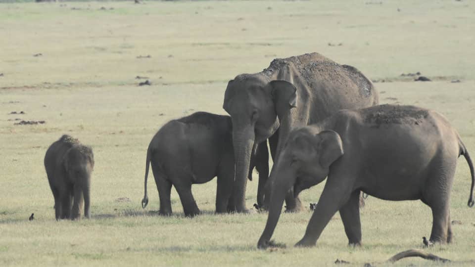 Elephant Census: Three-day census at Chamarajanagar to conclude tomorrow