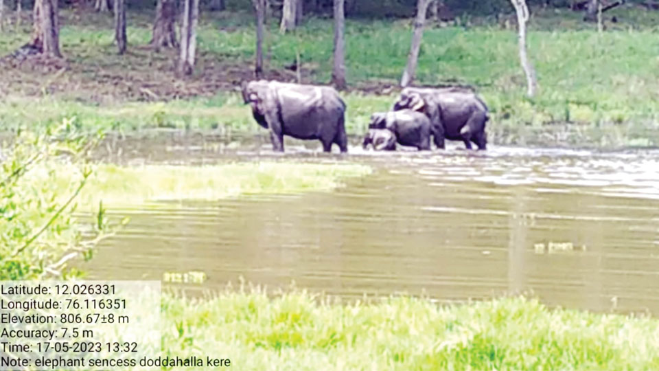 3-day synchronised Elephant Census underway