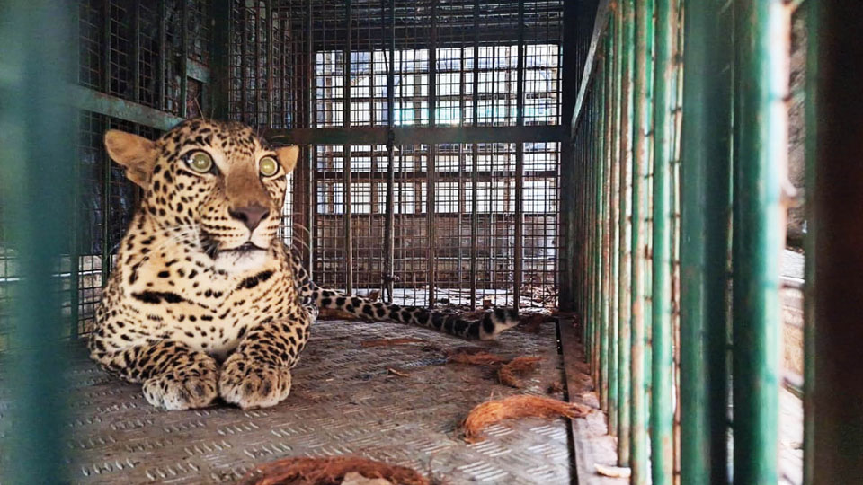Leopardess trapped in cage