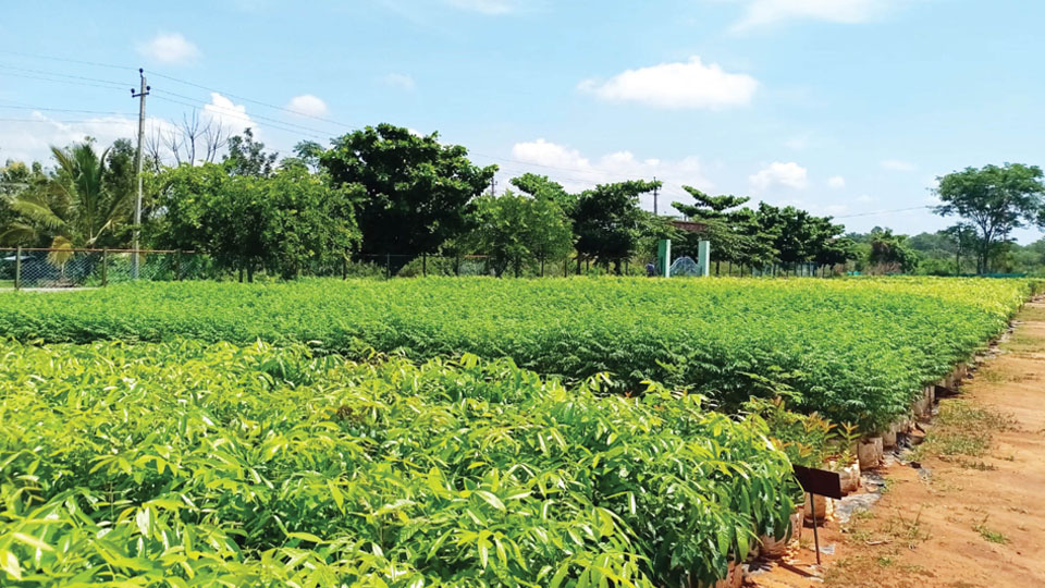 Steep hike in sapling prices hits greening drive