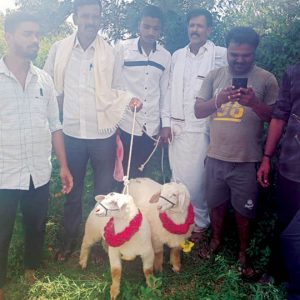 Sheep gifted to Siddu