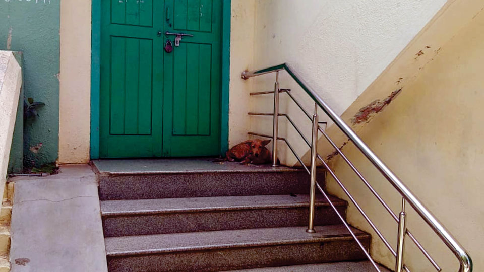 Rabid dog keeps postal staff on tenterhooks