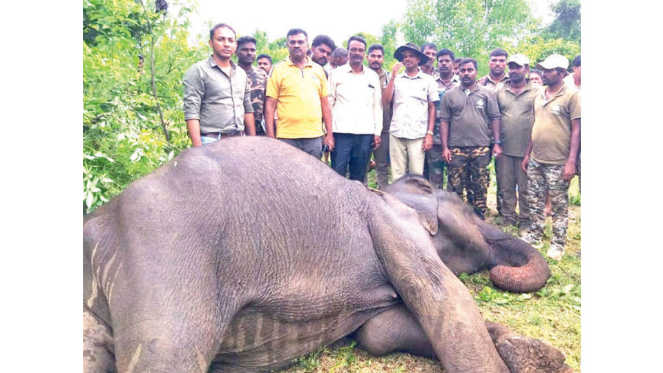 Wild elephant found dead