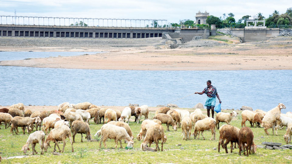 KRS and Kabini reservoirs reaching dead storage level