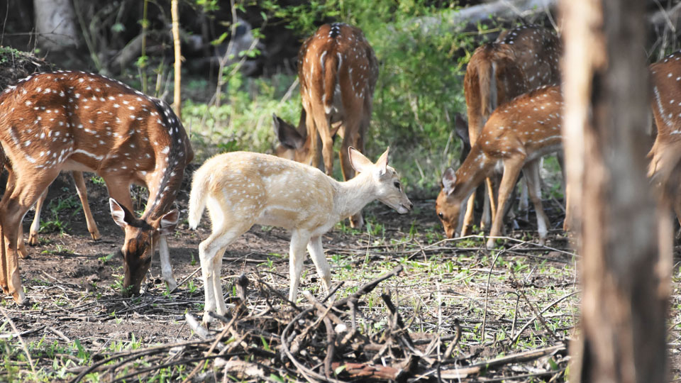 Rare white deer spotted at Nagarahole