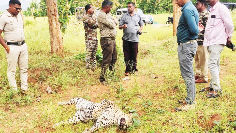 Man arrested for poisoning leopard