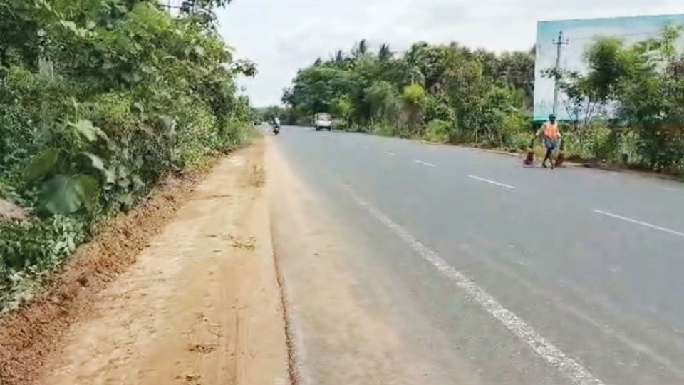 Accidents on Mysuru-T. Narasipur Road: Shrubs cleared, tree branches pruned, road humps being laid at black spots