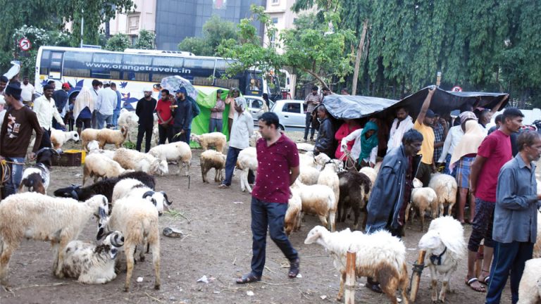 Bakrid: Mad rush at Millennium Circle to purchase sacrificial lambs ...