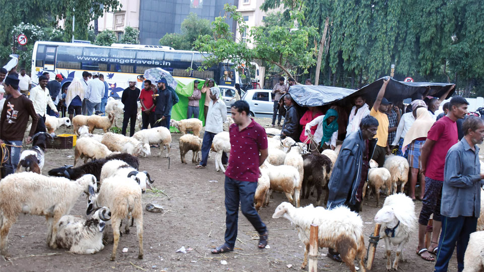 Bakrid: Mad rush at Millennium Circle to purchase sacrificial lambs