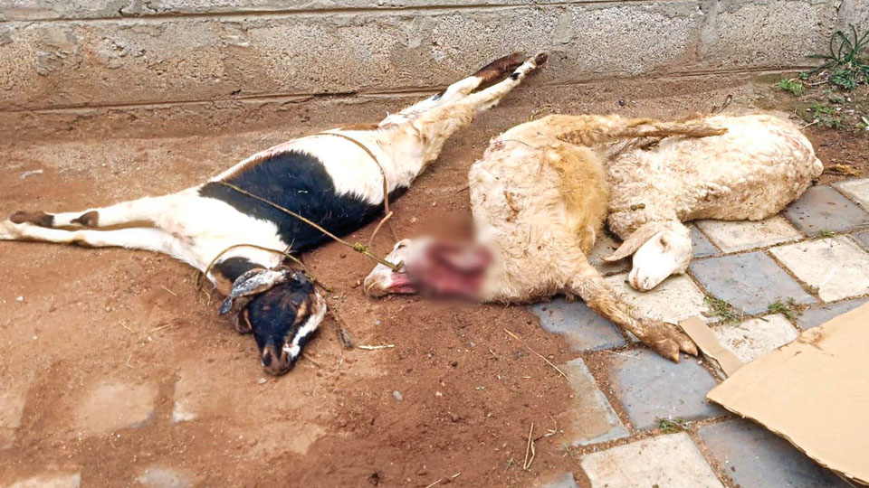 Three sheep, one goat killed in stray dogs attack