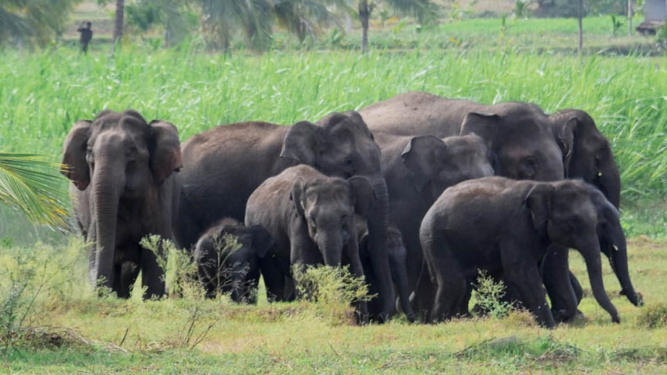 Wild elephants driven out of sugarcane field in Srirangapatna