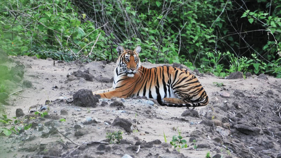 Nagarahole claims coveted position in tiger numbers