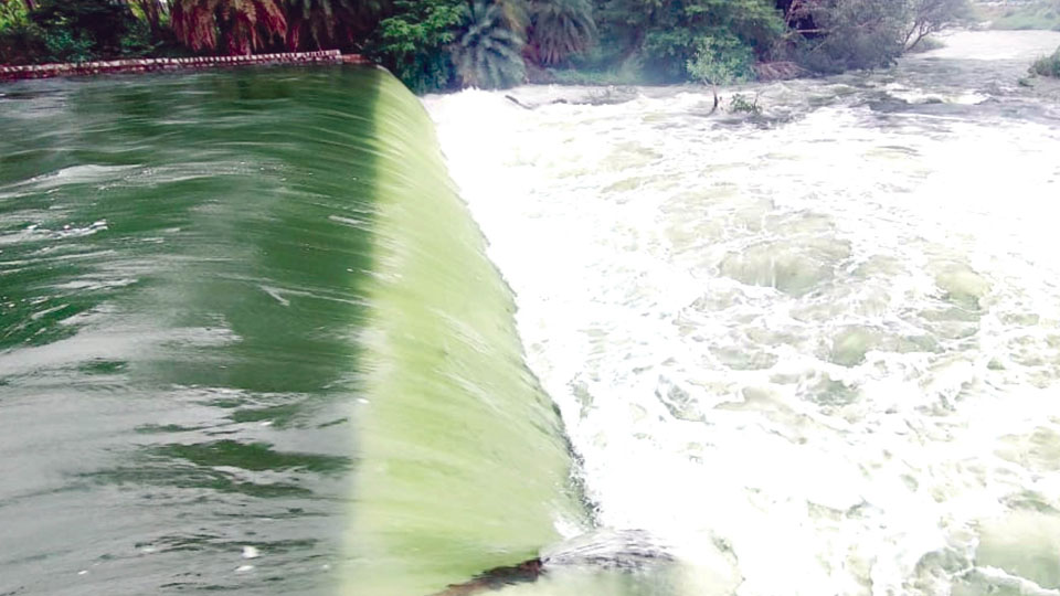 Water gushes out from KRS Dam to VC Canal