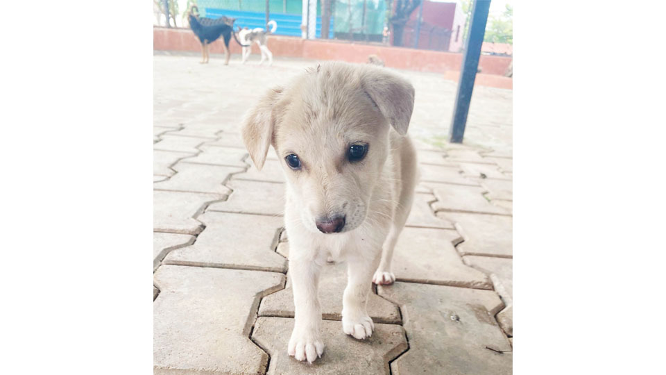 Puppies and Kittens Adoption Mela at People For Animals tomorrow