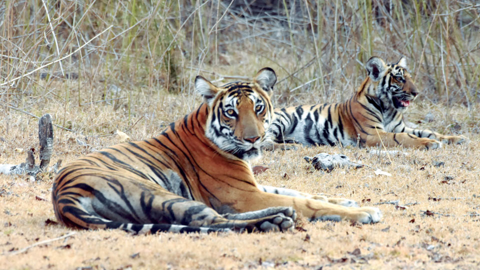 India’s tiger count: Bandipur second, Nagarahole third