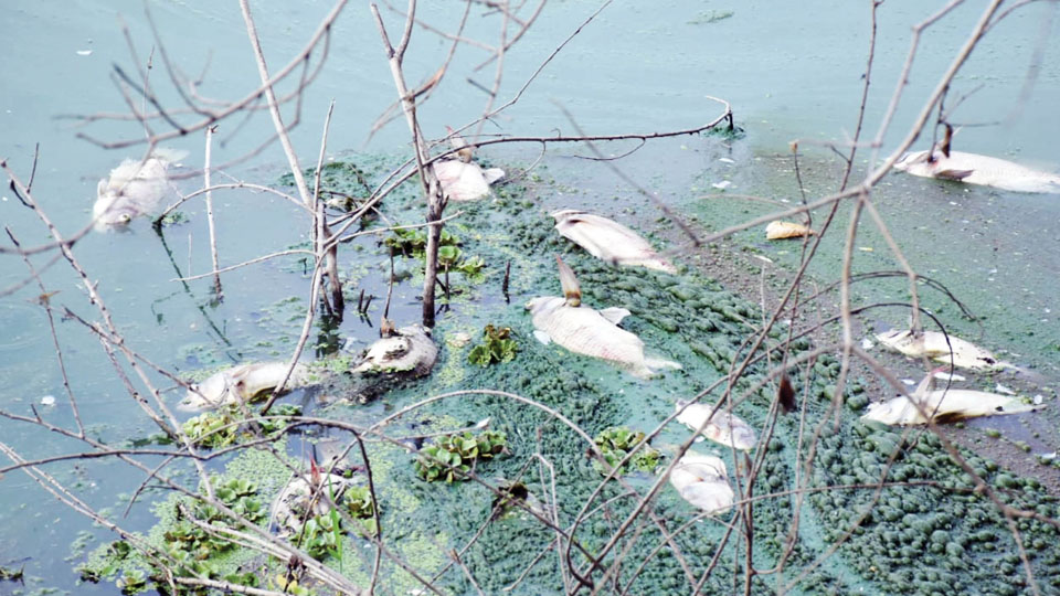 Dead fish found floating at Lingambudhi Lake