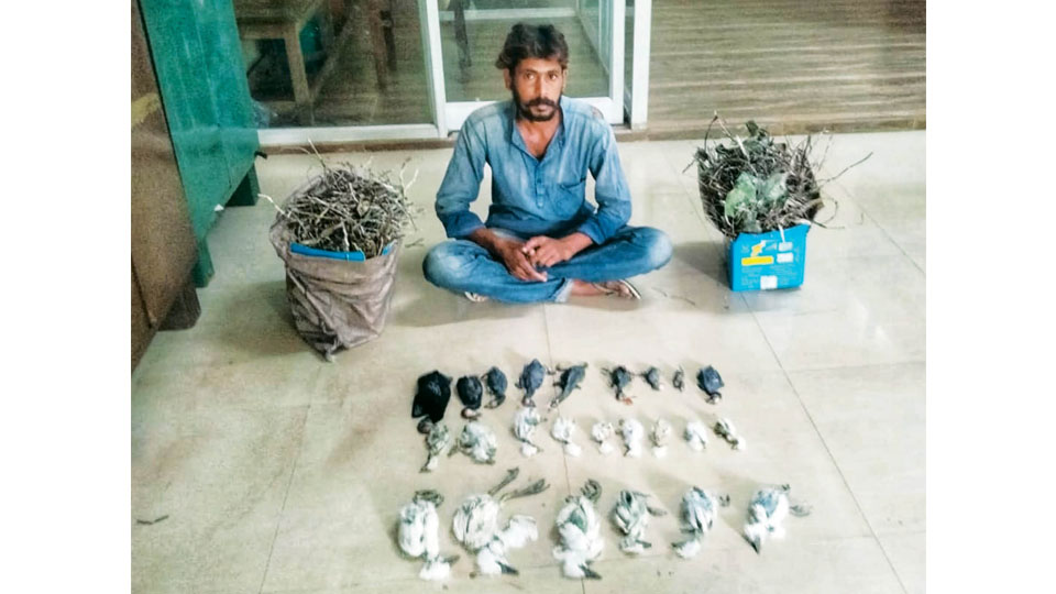 Man arrested for killing 24 Cormorant and Egret chicks