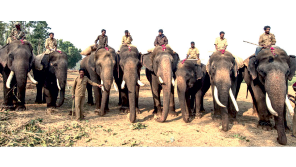 First list of nine Dasara elephants released