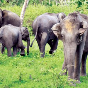Andhra's request for Karnataka's jumbos rejected