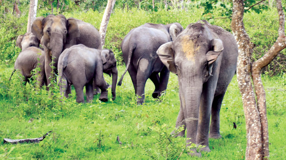 Bandipur Reserve has 1,116 elephants, highest in State