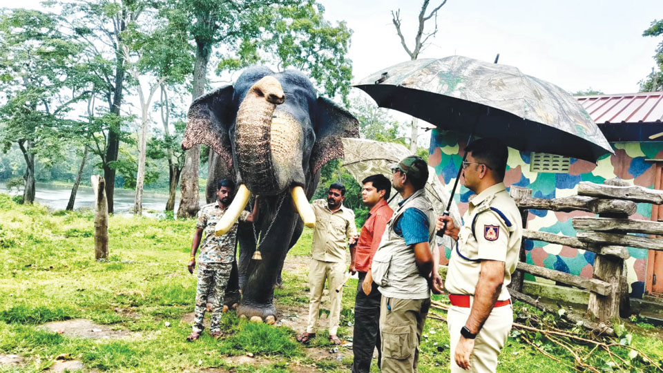 Selection trials of Dasara jumbos near complete
