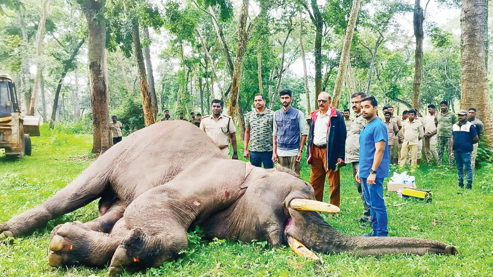 Ailing Subramani dies at Mathigodu Elephant Camp