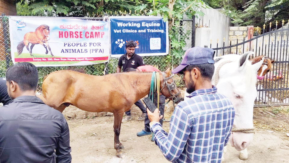 PFA organises field clinics for horses