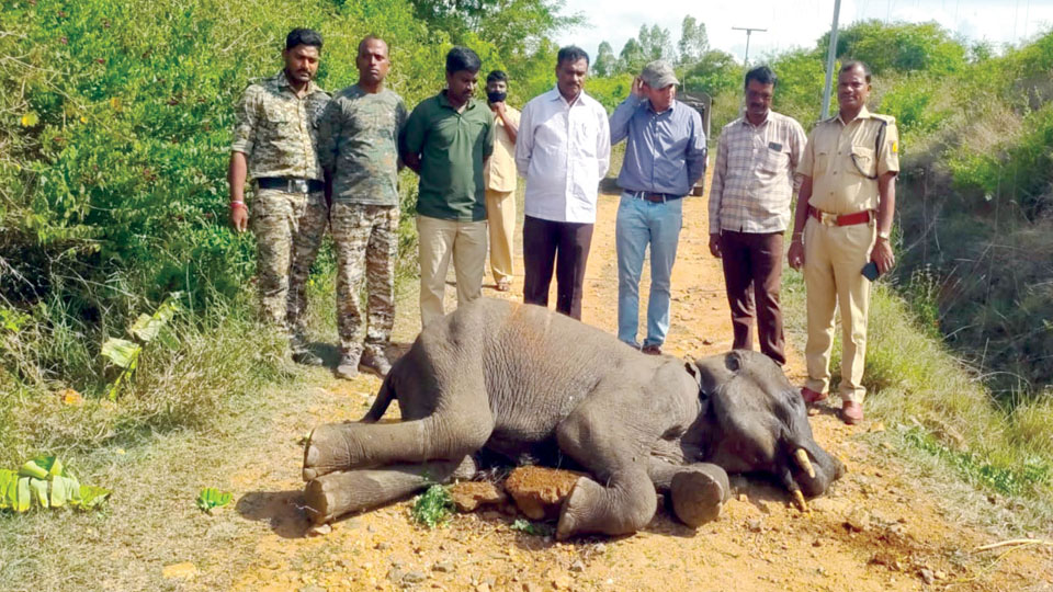 Injured elephant calf dies at Bandipur Tiger Reserve