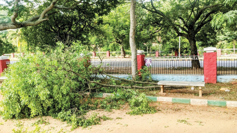 Attempt to steal sandalwood tree at Cheluvamba Park foiled