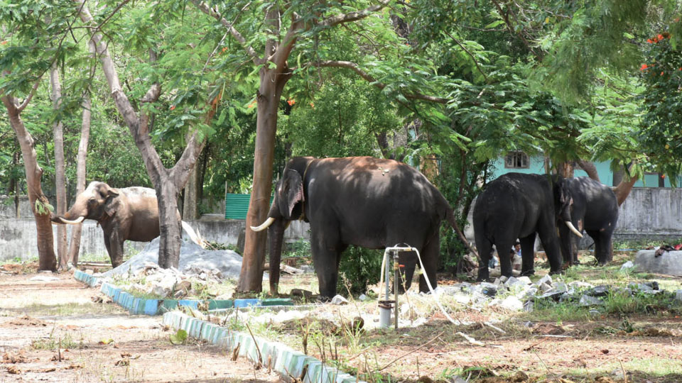 Dasara elephants relax at Aranya Bhavan