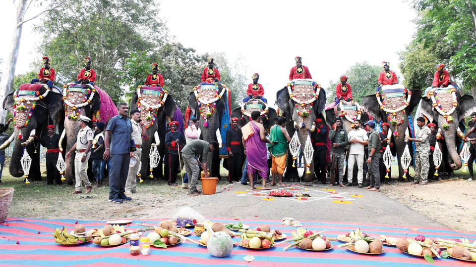 Nine elephants head to Mysuru in Gajapayana