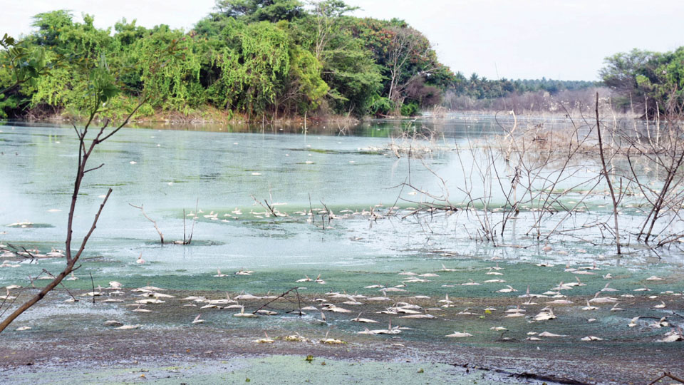 Mass fish death at Lingambudhi Lake: National Green Tribunal sets up Committee to probe, take action