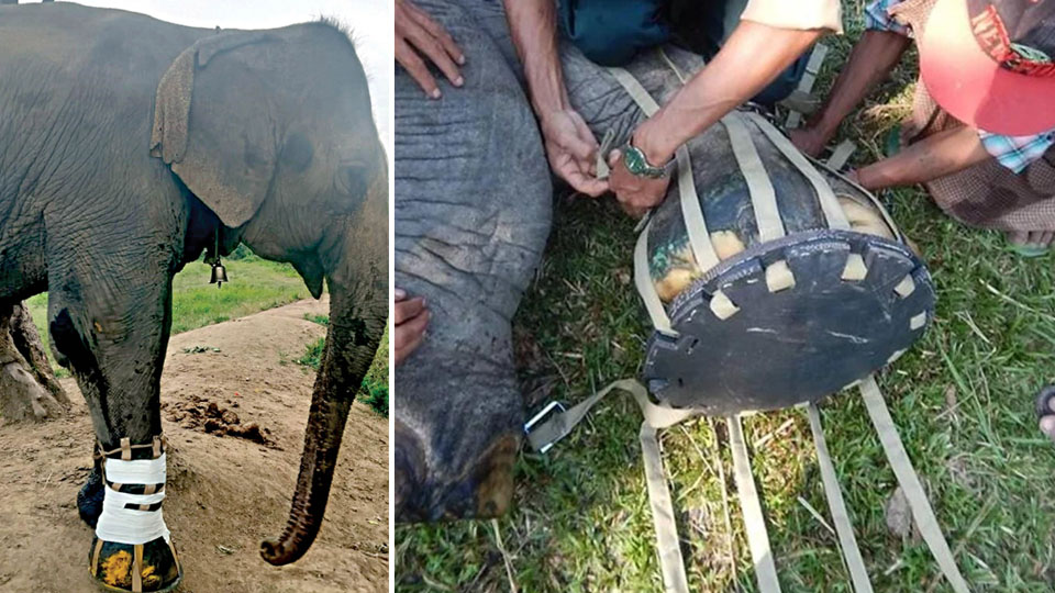 Elephant injured in circus fitted with rubber shoe