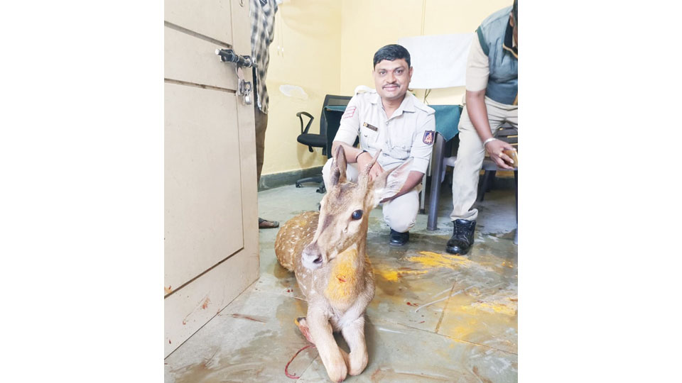 Nanjangud Police Outpost gets a surprise visitor from the woods