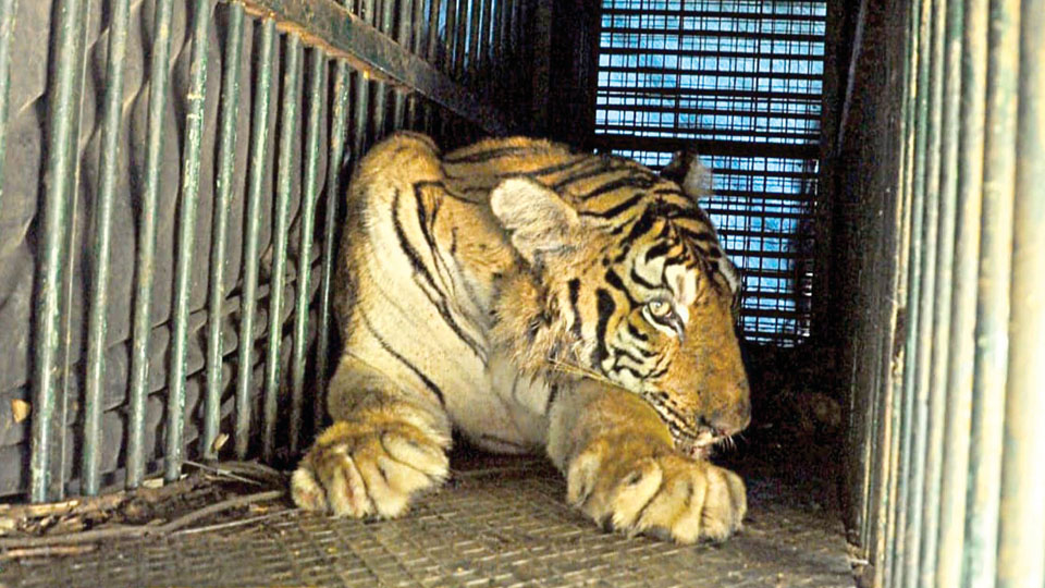 Elusive tiger captured