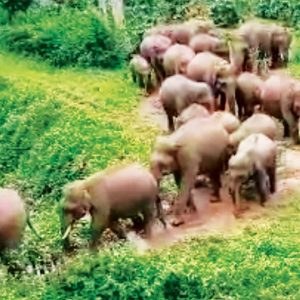 Brave estate workers drive off 27 wild elephants back into forests